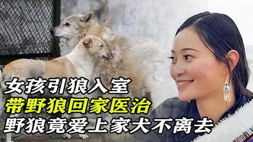 引狼入室在线观看 第1张 引狼入室在线观看 第1张